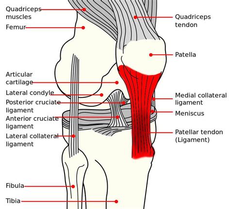knee near sausalito|Knee Anatomy: Bones, Muscles, Tendons, and .